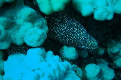 SCUBA DIVE: Kallithea's Underwater Exploration - Gear and instructors: why the setup makes learning easier