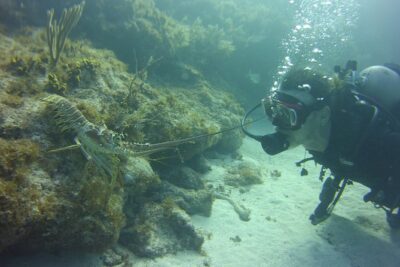 SCUBA Dive Key Largo Reef (min 6 divers) - Two One-Hour Reef Sessions Where Wildlife Tends to Show Up