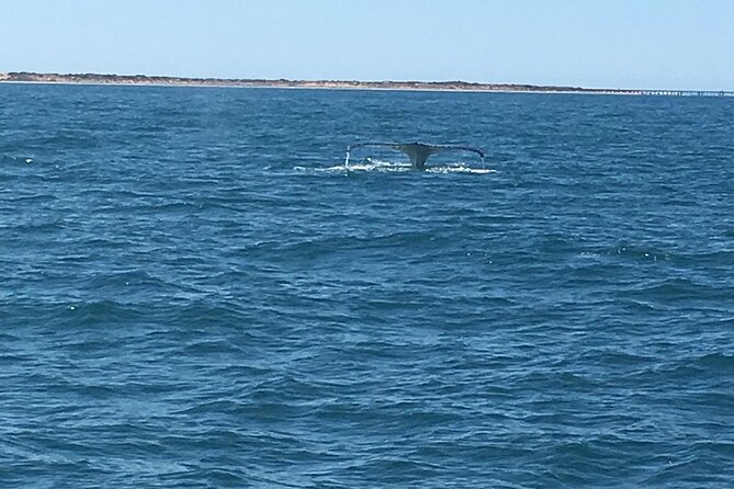 Scuba Dive Ningaloo Reef - Exmouth Start Times and How the Boat Day Feels
