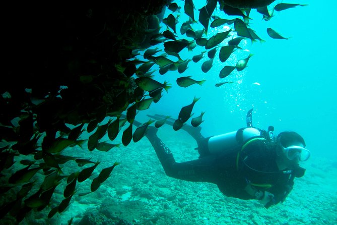 Scuba Dive Ningaloo Reef - The Two Underwater Sites: What You Can Aim to See