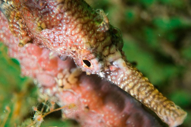 Scuba Dive The Beautiful Rottnest Island for Certified divers - Rottnest’s limestone underwater scenery (and why it’s different)