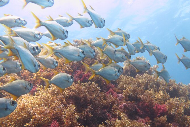 Scuba Dive The Beautiful Rottnest Island for Certified divers - Small group size: why max 12 changes the whole experience