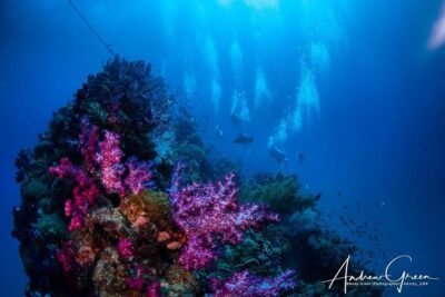 Scuba Dive the S.S. Yongala Wreck on the Great Barrier Reef. - Townsville morning reality: transport, timing, and meeting point