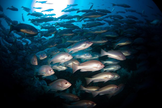 Scuba Dive the S.S. Yongala Wreck on the Great Barrier Reef. - Skill checks: certification rules that affect your day