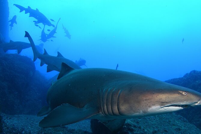 Scuba Dive With Grey Nurse Sharks in Bushrangers Bay - Key things I’d circle before you book