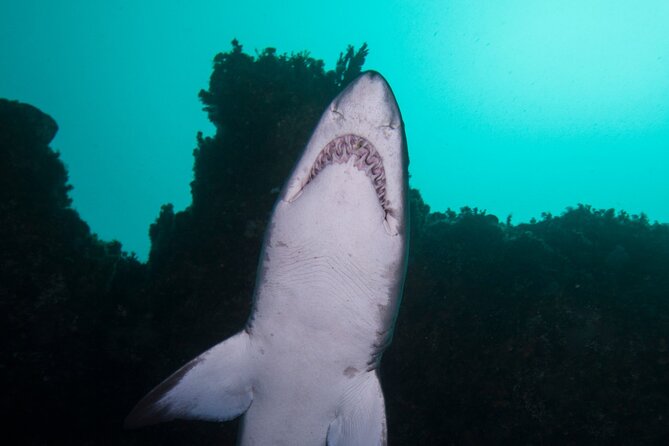 Scuba Dive With Grey Nurse Sharks in Bushrangers Bay - First gear check: 198 Bondi Rd at 6:30 am