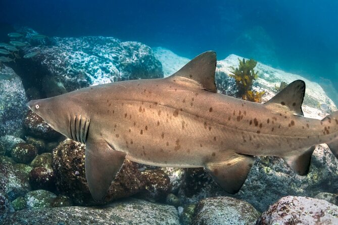 Scuba Dive With Grey Nurse Sharks in Bushrangers Bay - Two guided shore sessions: the rhythm of the day