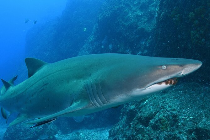 Scuba Dive With Grey Nurse Sharks in Bushrangers Bay - Small group dynamics: why max 5 feels better than “mass tour”