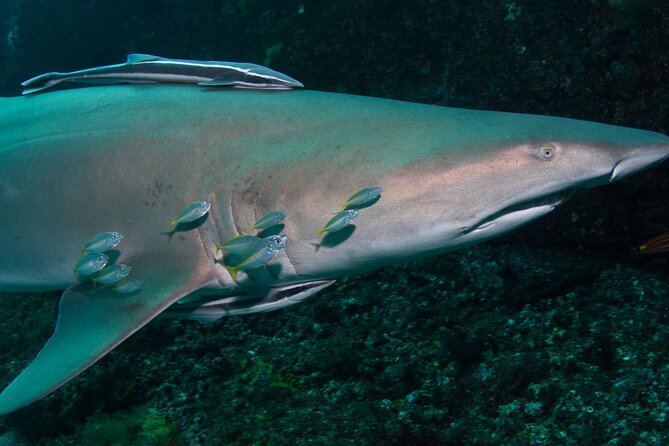 Scuba Dive With Grey Nurse Sharks in Bushrangers Bay - Bushrangers Bay Grey Nurse sanctuary: what you’re actually chasing