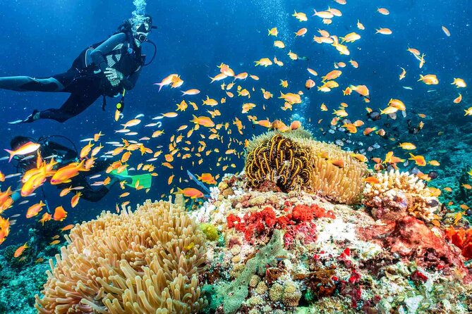 Scuba dive with sharing transfers - Try-Scuba in Dubai’s Arabian Gulf: who this is for