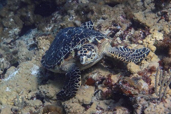 Scuba Diver Certification Course - Day 2 Part 2: National Marine Park Boat Session (Using Skills in Real Water)