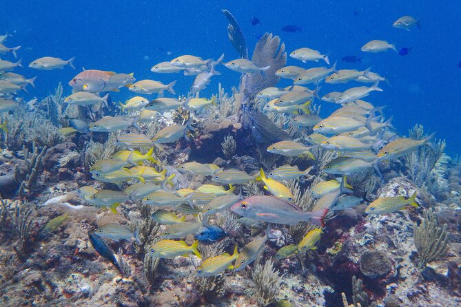 Scuba Diver Certification Course - Price and Value: Is $430 a Fair Deal for Two Days?