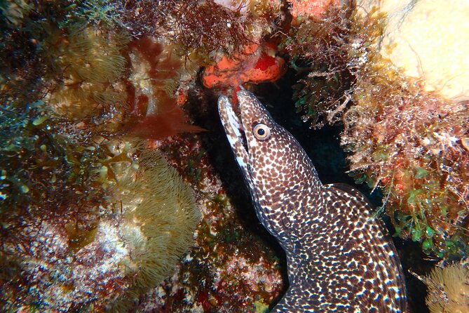 Scuba Diver Certification Course - Practical Logistics That Actually Matter (Meeting Point, Time, Gear Flow)