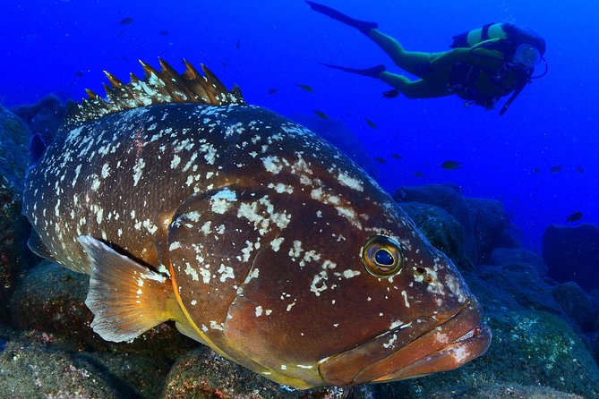 Scuba Diving - Key things I’d mark on your checklist