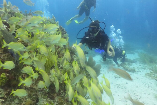 Scuba Diving (1st time) in Cancun Beginner's WELCOMED! - Price Reality Check: The $50 Dock Tax and Optional $50 Gear Rental