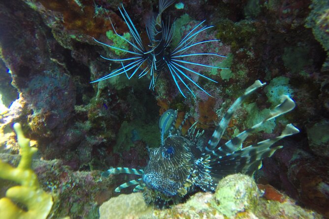 Scuba Diving 2 Dives from the Boat - Two Underwater Stops in Sharm el Sheikh: Ras Mohamed and Tiran Island