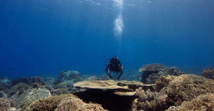 Scuba Diving 3 Islands Nha Trang Tour - Coral Bay 1 at Bamboo Sparrow: your guided coral time