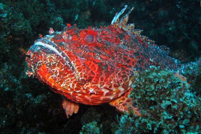 Scuba Diving - Wildlife You Can Actually Expect to See