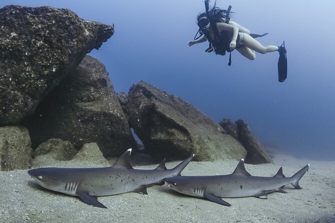 Scuba Diving - Guides Who Make Safety Feel Easy: Silvia, Ryan, Eduardo, Felipe, and Captains