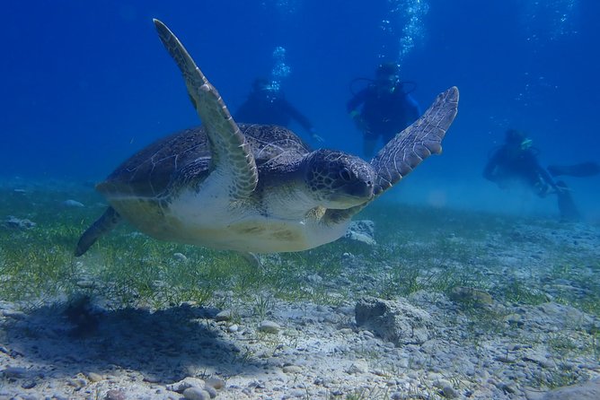 Scuba Diving Activity in Pernera - Gear fitting and shallow-water skills: build confidence before Blue Bay