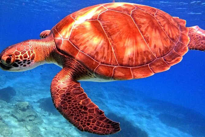 Scuba Diving Adventure at Green Bay Beach - Pickup, small group size, and how that affects your comfort