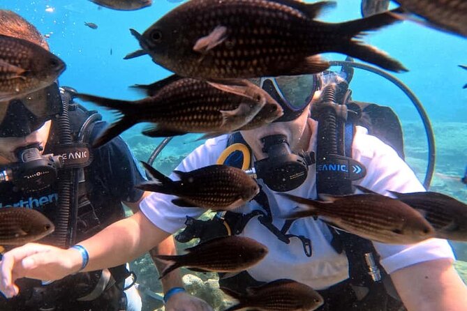 Scuba Diving Adventure at Green Bay Beach - Fish Rock feeding and the Ancient Greek statue photo stop