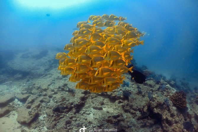 Scuba Diving adventure Cabo pulmo - Key highlights to know before you go