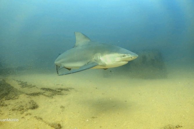 Scuba Diving adventure Cabo pulmo - Price and what your $230 actually buys you