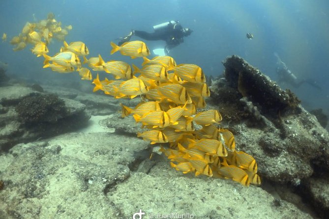 Scuba Diving adventure Cabo pulmo - Certified scuba guide leadership: the difference between a trip and a lesson