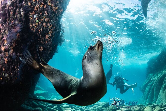 Scuba Diving Adventure in La Paz - Key Things I’d Tell a Friend Before You Go