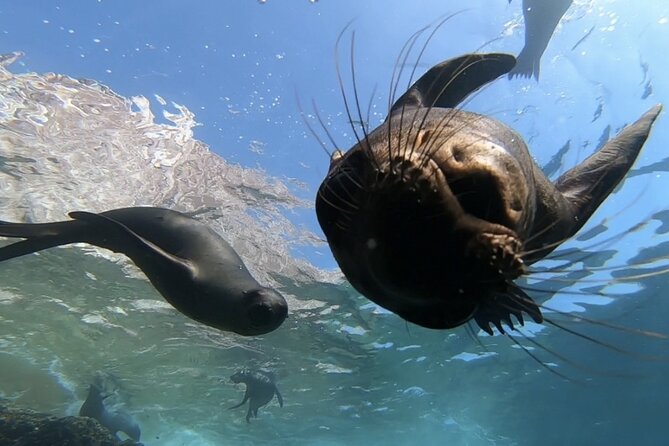 Scuba Diving Adventure in La Paz - Meeting at Muelle Fiscal and Getting Set Up Right