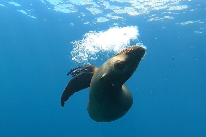 Scuba Diving Adventure in La Paz - What Happens After the Water: Beach Lunch and Real Recovery Time