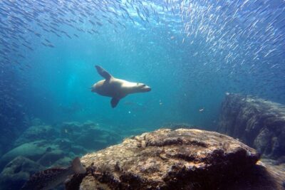 Scuba Diving Adventure in La Paz - Sea of Cortez Wildlife: What You Might See and Why the Crew Matters