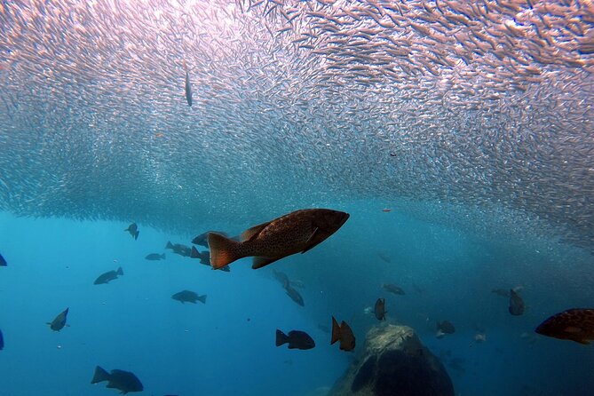 Scuba Diving Adventure in La Paz - Small Private Group Energy (Up to 6) Without the Crowding