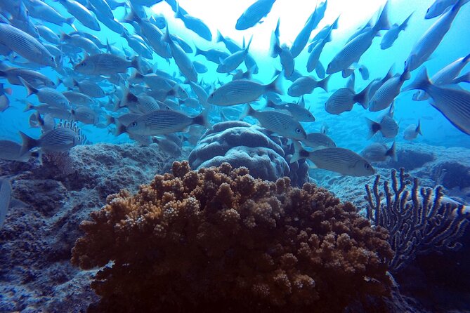 Scuba Diving Adventure in La Paz - Price and Value: Getting $1,328.57 Per Group to Work for You