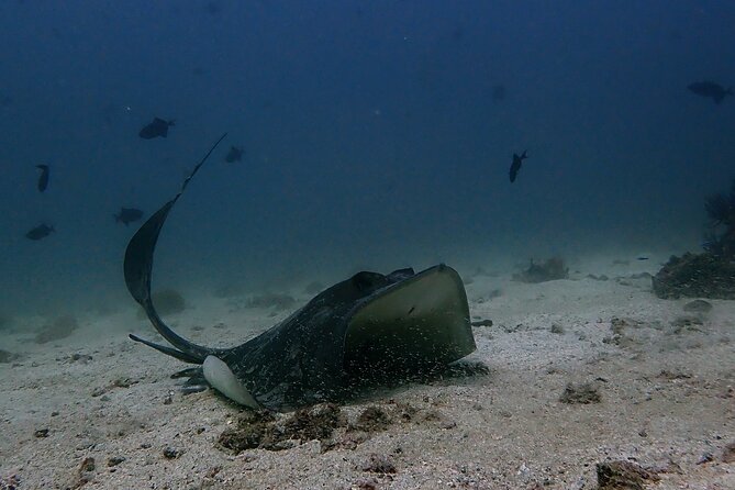 Scuba Diving Adventure in Musandam, Oman - Key highlights at a glance