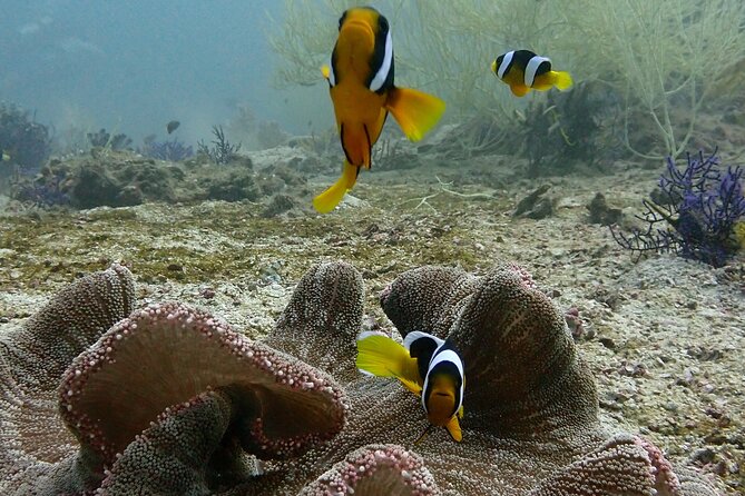 Scuba Diving Adventure in Musandam, Oman - Musandam From Dubai: the day-trip drive and border reality