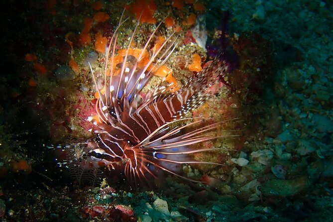 Scuba Diving Adventure in Musandam, Oman - Marine life you’ll likely spot around Musandam