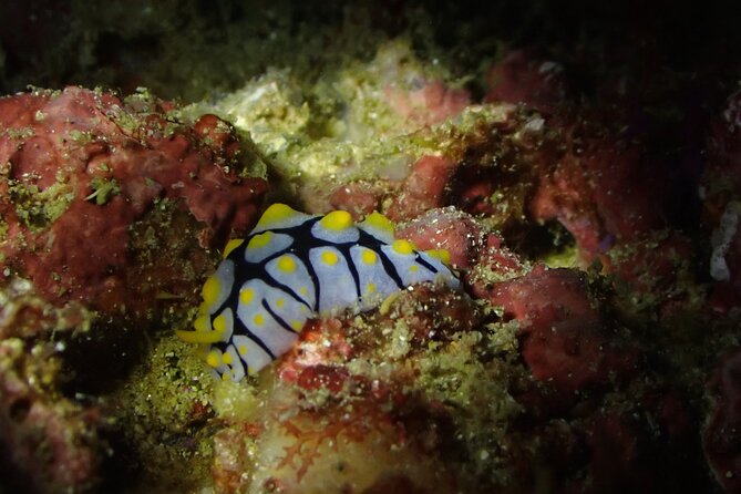 Scuba Diving Adventure in Musandam, Oman - Price and value: is $153.52 worth it?
