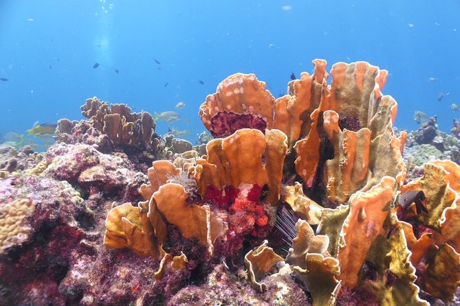 Scuba Diving Adventure WITHOUT CERTIFICATION! Try it today! - Your 11:00 Meeting Point at Aqua Adventures Eco Divers