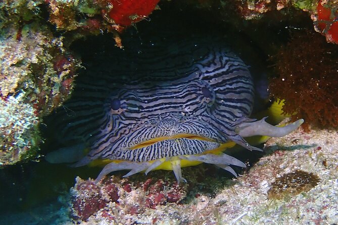 Scuba Diving Adventure WITHOUT CERTIFICATION! Try it today! - Two Underwater Stops: MUSA and the Manchones Reef