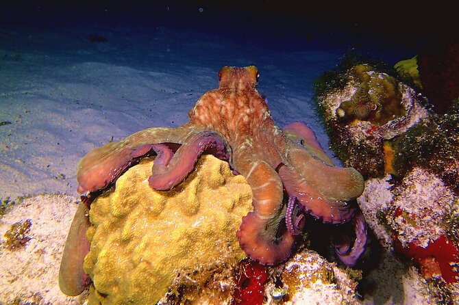 Scuba Diving Adventure WITHOUT CERTIFICATION! Try it today! - Safety and Group Size: What “Small” Really Means Here