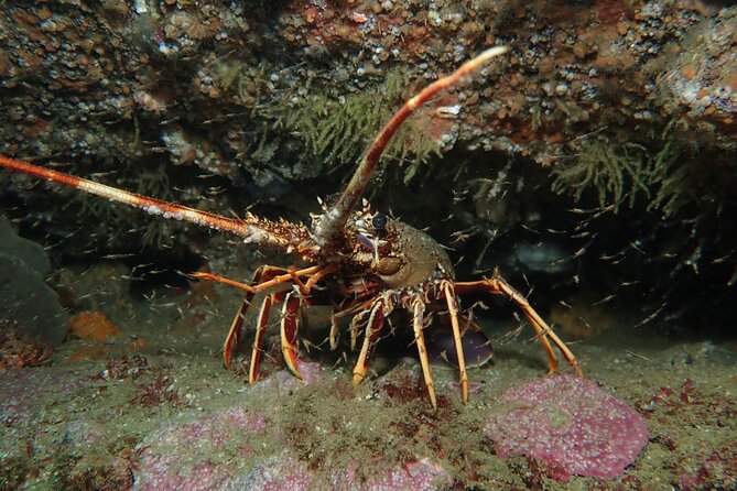 Scuba Diving Albufeira-Double Dive Trip - Gear Choices and the 20€ Rental Add-On