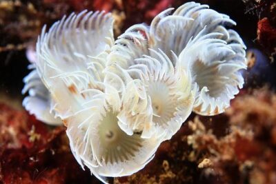 Scuba Diving Albufeira-Double Dive Trip - Easydivers at Albufeira Marina: What Happens Before You Go Under