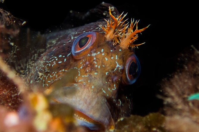 Scuba Diving Albufeira-Double Dive Trip - Underwater Expectations Around Albufeira: What You Might See