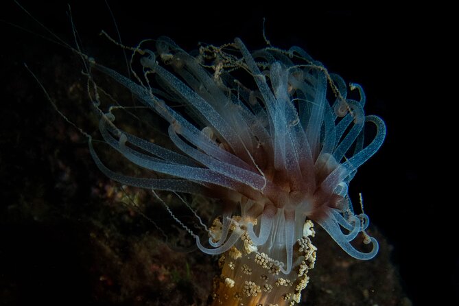 Scuba Diving Albufeira-Double Dive Trip - After the Boat Comes Back: Hot Showers and Logbook Details