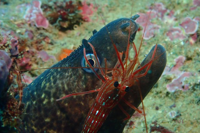 Scuba Diving Albufeira-Double Dive Trip - Price and Value for $101.59: What You’re Really Paying For