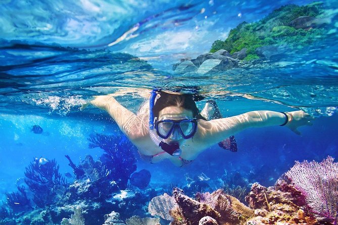 Scuba Diving at Catalina Island - 2 tank | 2 spots - Ocean Life You Can Expect (Without Overpromising)
