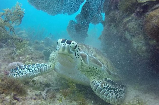 Scuba Diving at Catalina Island - 2 tank - for Certified Divers - Lunch and open bar on Catalina’s white sands