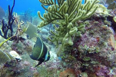 Scuba Diving at Catalina Island - 2 tank - for Certified Divers - If weather or local rules change: what plan B looks like